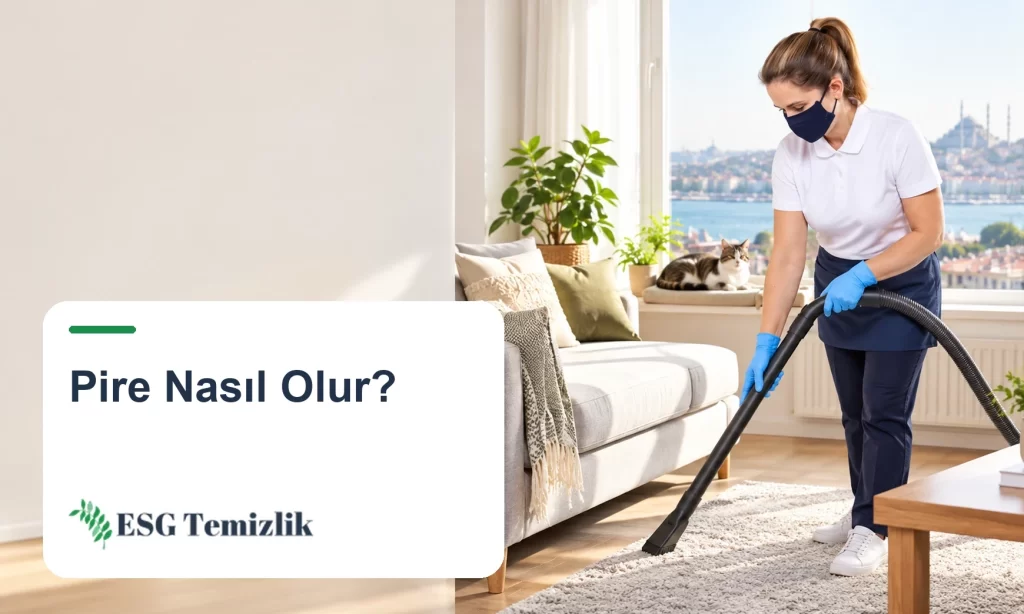 Halıyı ve koltuk kenarını ince uçlu süpürgeyle süpüren kişi, arka planda pencere önünde kedi