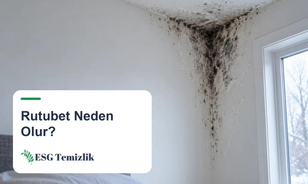 Dış duvar ile tavanın birleştiği köşede rutubet ve küf lekesi